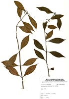 藏品(芒毛苣苔)的圖片